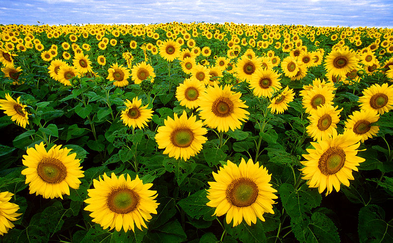 800px-Sunflowers Wikipedia Public Domain