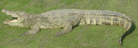 Siamese_Crocodile wikipedia Public Domain