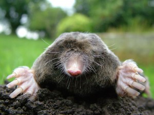 http://en.wikipedia.org/wiki/File:Close-up_of_mole.jpg