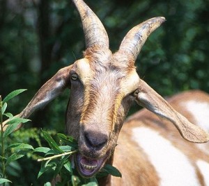 http://commons.wikimedia.org/wiki/File:GoatEatingWeeds.jpg