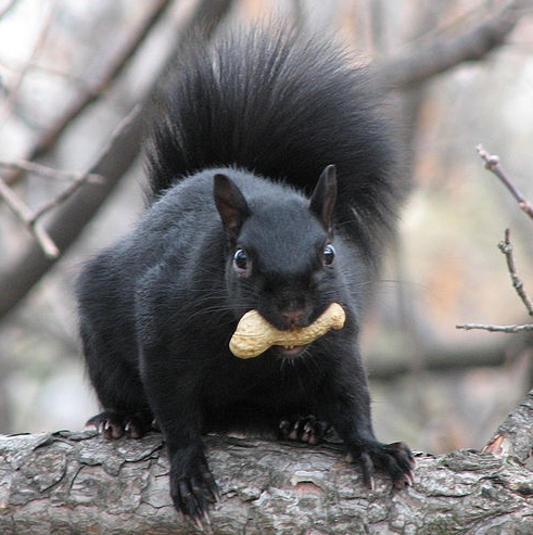 https://commons.wikimedia.org/wiki/File:Eastern_Grey_Squirrel-black.jpg