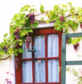 Grape vines - wikimedia commons - share-alike-license