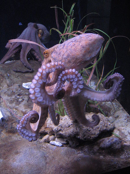 http://commons.wikimedia.org/wiki/File:Octopus_vulgaris_BCN_0219_Mustekala_C.JPG