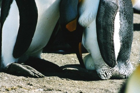 http://commons.wikimedia.org/wiki/File:King_penguins_and_egg.JPG