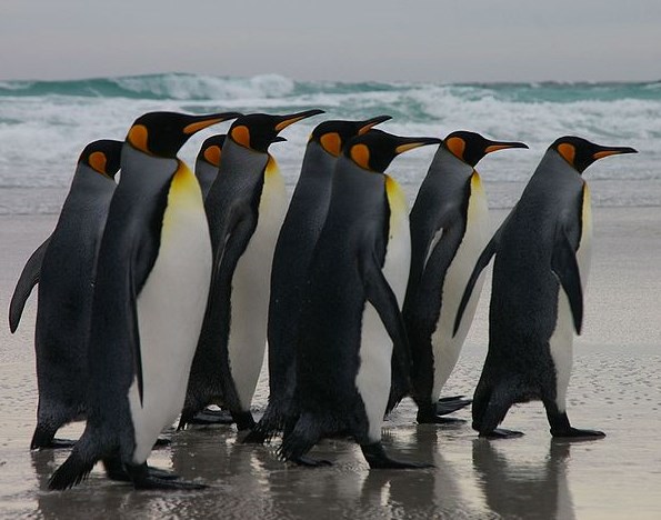 http://commons.wikimedia.org/wiki/File:Falkland_Islands_Penguins_03.jpg