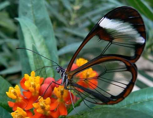 http://commons.wikimedia.org/wiki/File:South-American_butterfly.jpg