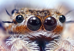 http://en.wikipedia.org/wiki/File:Jumping_Spider_Eyes.jpg