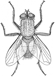 http://commons.wikimedia.org/wiki/File:Musca_illustration.png