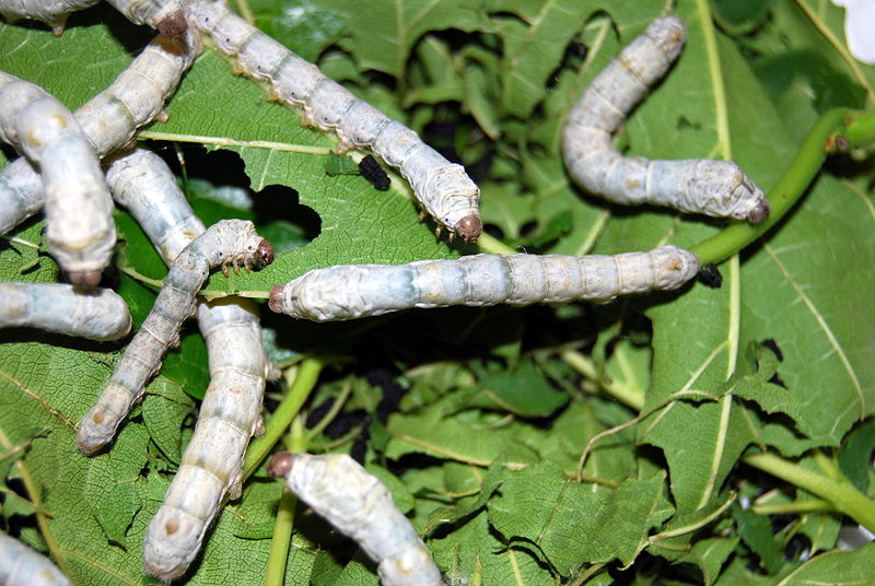 http://commons.wikimedia.org/wiki/File:Silkworms3000px.jpg