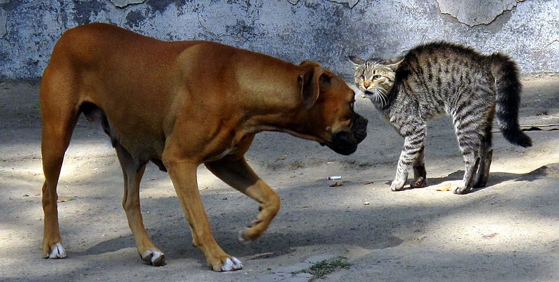 Cat and dog - Dont know whats comin - Wikimedia - Share-Alike License