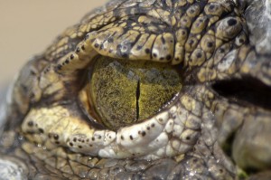 http://commons.wikimedia.org/wiki/File:A_crocodiles_eye_(7825799462).jpg