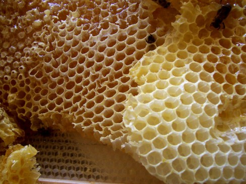 http://commons.wikimedia.org/wiki/File:Honey_comb.jpg