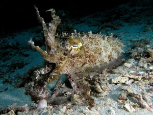 http://commons.wikimedia.org/wiki/File:Cuttlefish_komodo.jpg