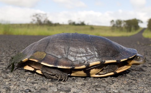 http://commons.wikimedia.org/wiki/File:Eastern_Snake-Necked_Turtle.jpg