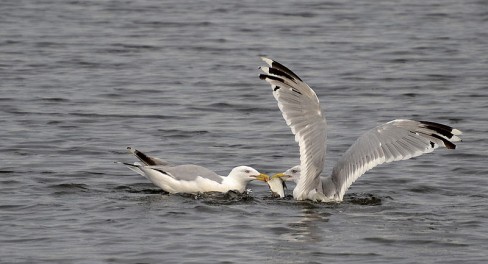 http://en.wikipedia.org/wiki/File:Seagulls_fighting_for_a_fish.jpg