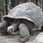 http://commons.wikimedia.org/wiki/File:A._gigantea_Aldabra_Giant_Tortoise.jpg