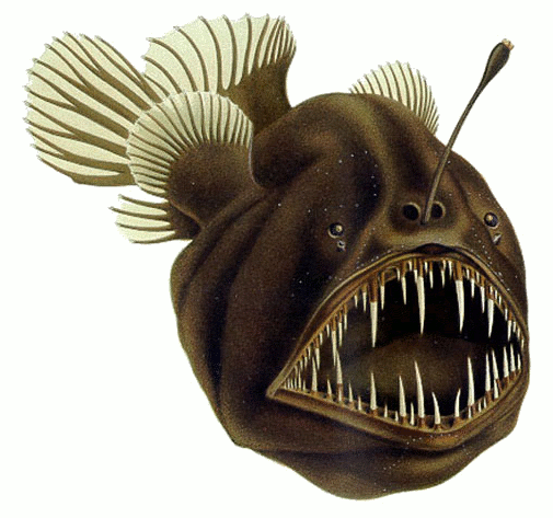 http://en.wikipedia.org/wiki/File:Humpback_anglerfish.png