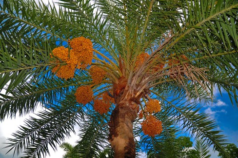 http://commons.wikimedia.org/wiki/File:Date_palm_tree.jpg