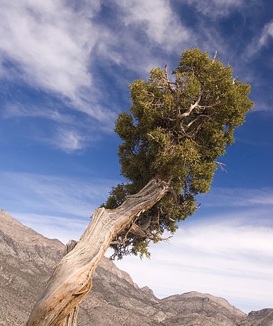 http://tr.wikipedia.org/wiki/Dosya:Juniperus_osteosperma_1.jpg