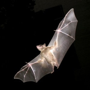 http://commons.wikimedia.org/wiki/File:PikiWiki_Israel_11327_Wildlife_and_Plants_of_Israel-Bat-003.jpg
