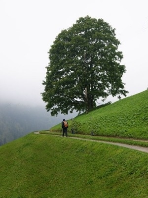 Upward Pathway - by böhringer friedrich for - Wikimedia - Share-alike License