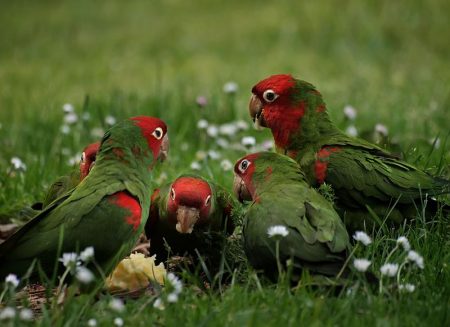 parrots watching eating apple - Wikimedia