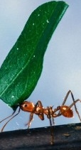 http://commons.wikimedia.org/wiki/File:Worker_ant_carrying_leaf.jpg