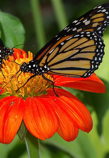 https://commons.wikimedia.org/wiki/File:Butterflies_UFmuseum.jpg