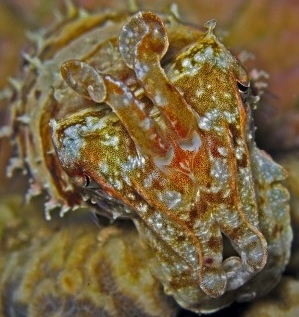 https://commons.wikimedia.org/wiki/File:Cuttlefish_-_Sepia_prashadi.jpg