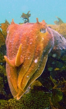 http://commons.wikimedia.org/wiki/File:GiantCuttlefish6.jpg