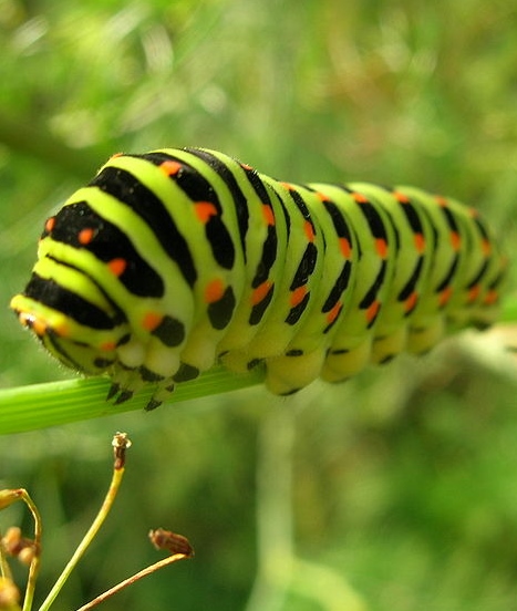 https://pl.m.wikipedia.org/wiki/Plik:Papilio_machaon_caterpillar.jpg