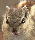 Squirrel - Wikipedia - Public Domain