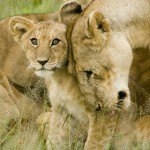 800px-Lion_cub_with_mother by davis dennis for wikipedia