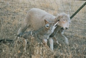 Coyote killing sheep wikipedia public domain