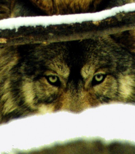 https://naturalunseenhazards.wordpress.com/2012/05/04/oregon-dfw-investigation-confirms-lone-wolf-killed-five-sheep-in-umatilla-county-washington-fish-wildlife-officer-shoots-mountain-lion-in-residential-area-massachusetts-policeman-says-dog-wa/