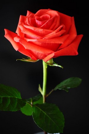 http://commons.wikimedia.org/wiki/File:Red_rose_against_a_black_background.jpg