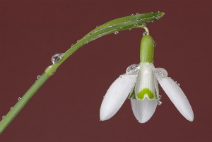 http://en.wikipedia.org/wiki/File:Galanthus_nivalis_(snowdrop)_flower_FS17.jpg