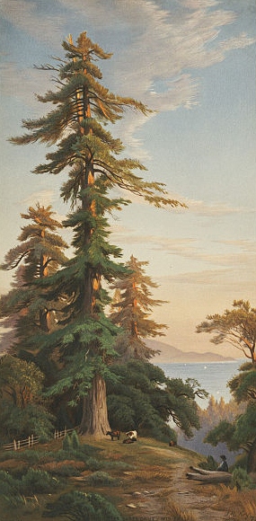 http://commons.wikimedia.org/wiki/File:Redwood_Trees,_Santa_Cruz_Mts.,_Cal._(Boston_Public_Library).jpg
