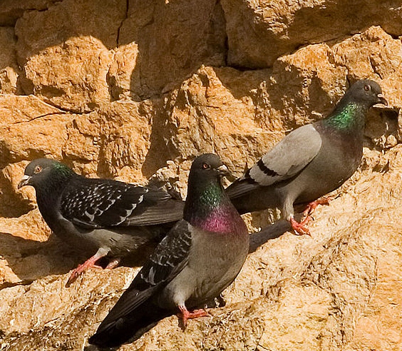 http://en.wikipedia.org/wiki/File:Rock_pigeons_on_cliffs.jpg