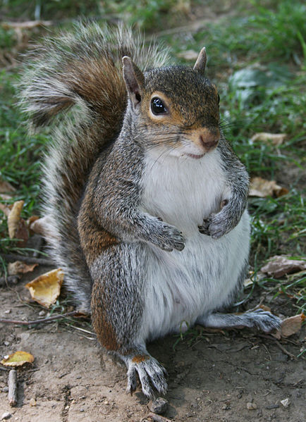 http://en.wikipedia.org/wiki/File:Common_Squirrel.jpg