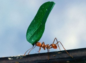 http://commons.wikimedia.org/wiki/File:Worker_ant_carrying_leaf.jpg