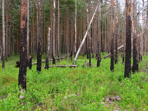 http://commons.wikimedia.org/wiki/File:Boreal_pine_forest_5_years_after_fire,_2011-07.jpg
