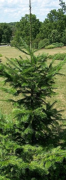http://commons.wikimedia.org/wiki/File:Abies_nephrolepis.jpg