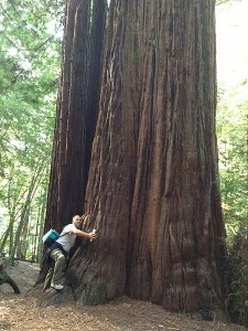 http://commons.wikimedia.org/wiki/File:A_thousand_year_old_redwood_tree_2013-04-9_22-54.jpg
