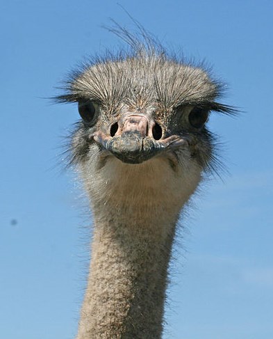 http://commons.wikimedia.org/wiki/File:Ostrich,_Common_SwellendamToDeHook_Sandy1.jpg