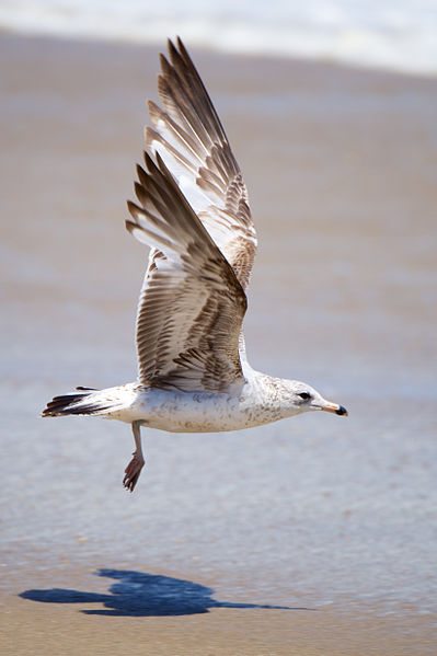 http://commons.wikimedia.org/wiki/File:Seagull_taking_off_the_Sandy_Hook_shore.jpg