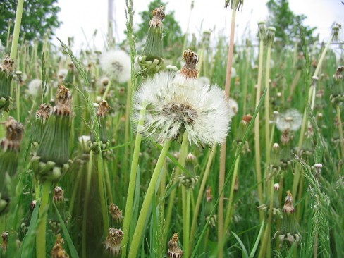 http://commons.wikimedia.org/wiki/File:Weeds_in_Waterloo,_Ontario.jpg