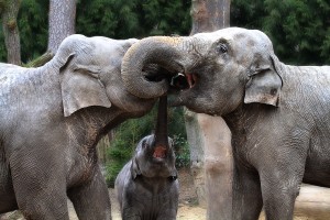 https://commons.wikimedia.org/wiki/File:Three_elephant%27s_curly_kisses.jpg