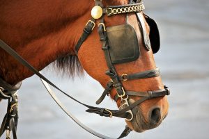 Horse blinkers - Creative Commons Attribution 2.0 Generic license.