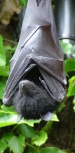 http://commons.wikimedia.org/wiki/File:Livingstone's_Fruit_Bat.jpg